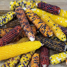 Miniature Colored Popcorn – Corn Seed